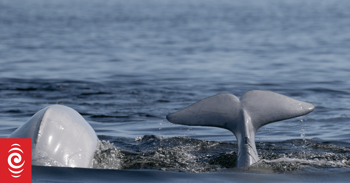 Canadian theme park warns it may euthanise beluga whales