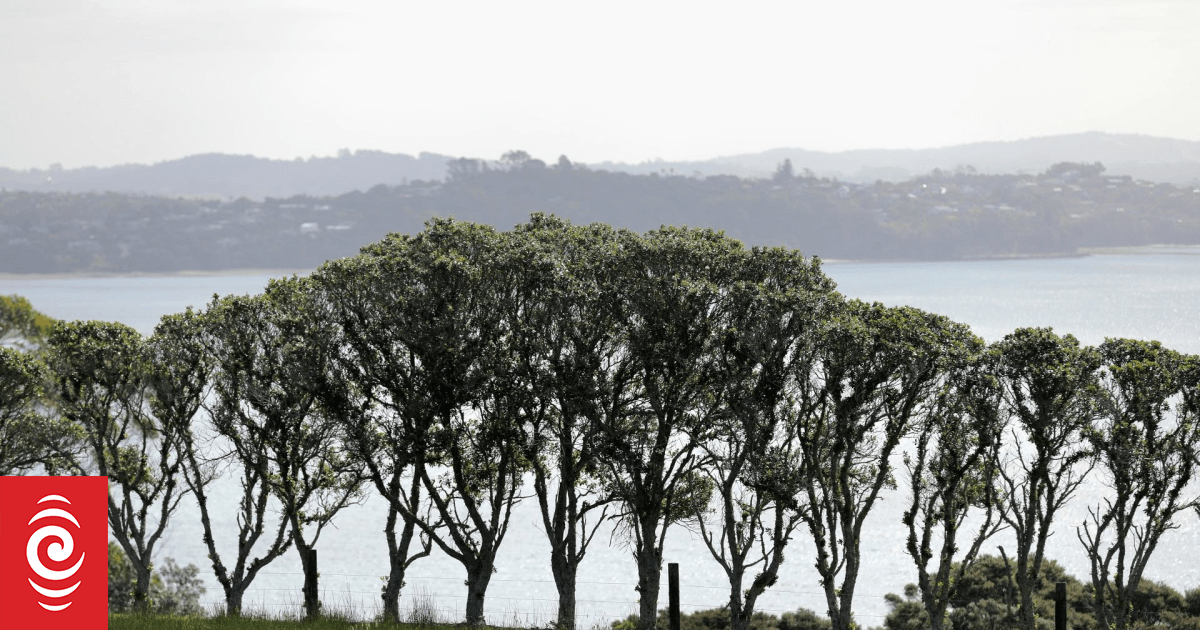 Two people trapped on cliff face in Auckland