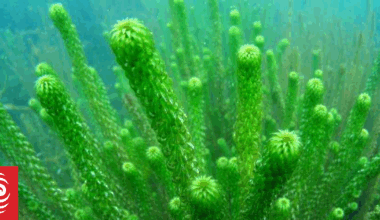 Invasive aquatic weed eradicated from Lake Ngatu in Far North