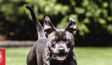 Thousands of Auckland dog owners hit with fines