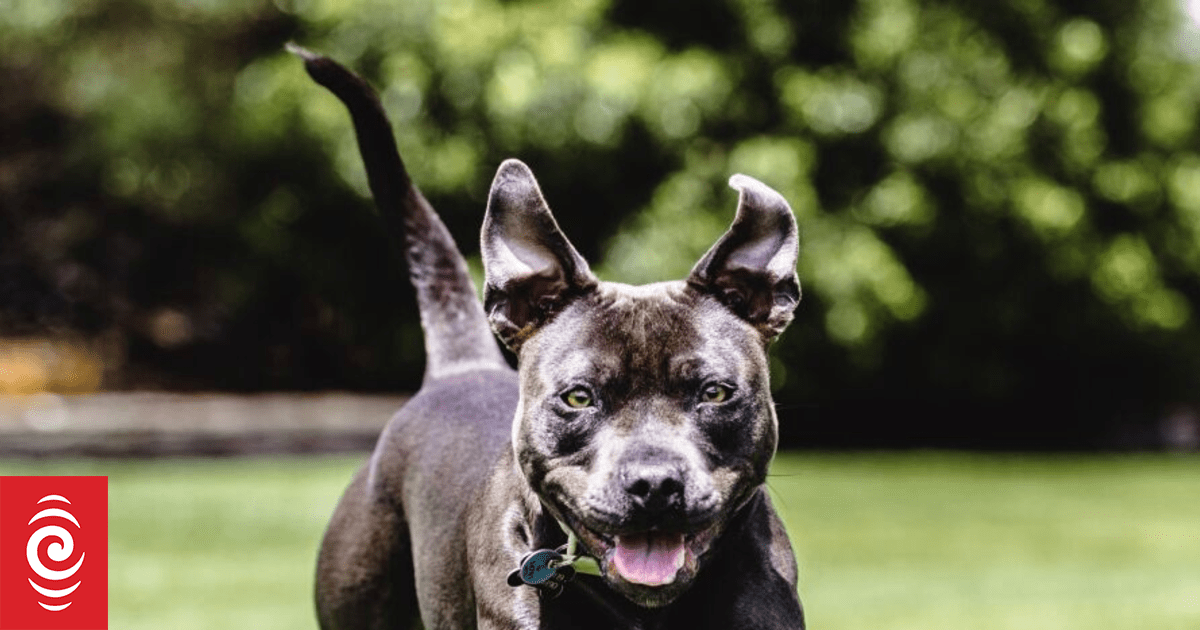 Thousands of Auckland dog owners hit with fines