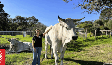 Meet Chianina, the cattle the size of a car