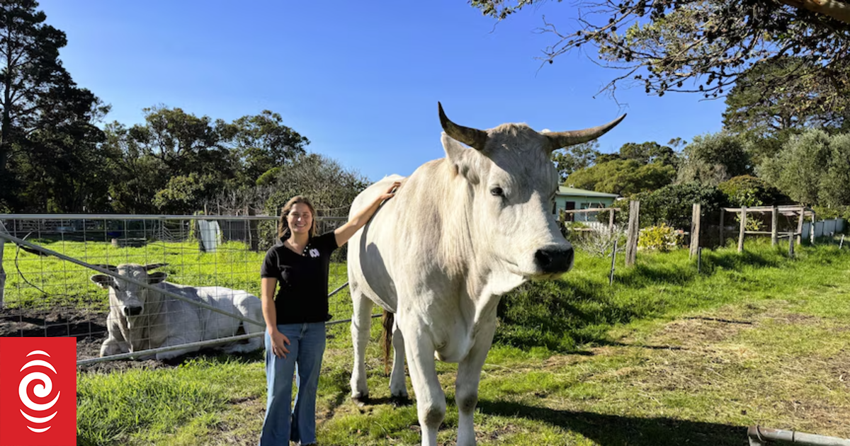 Meet Chianina, the cattle the size of a car