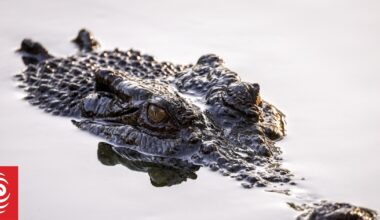 River that's home to crocodiles gets tick of approval for Brisbane Olympics