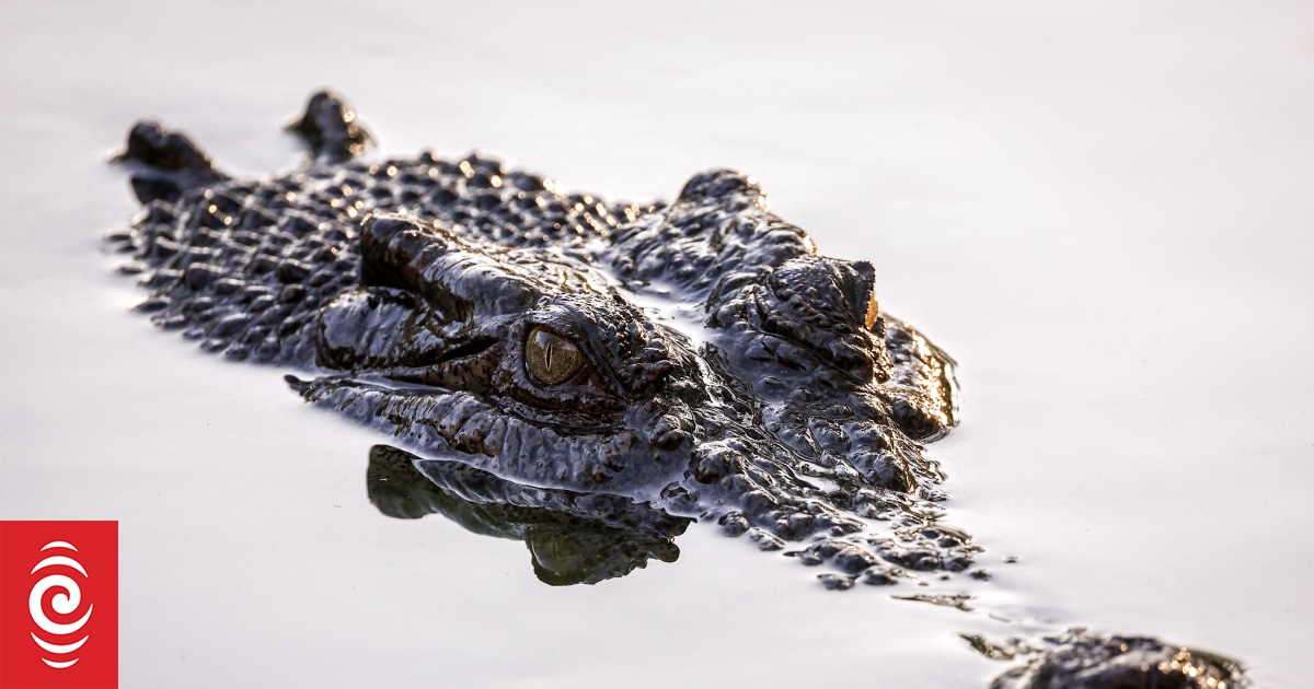 River that's home to crocodiles gets tick of approval for Brisbane Olympics