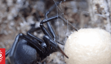 False katipō spider invades, thrives against native species