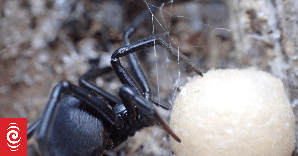 False katipō spider invades, thrives against native species