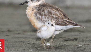 Changes to dog access at rural Auckland beach