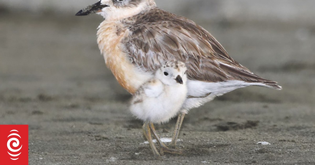 Changes to dog access at rural Auckland beach