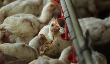 Bird flu surge across Europe triggers poultry lockdown