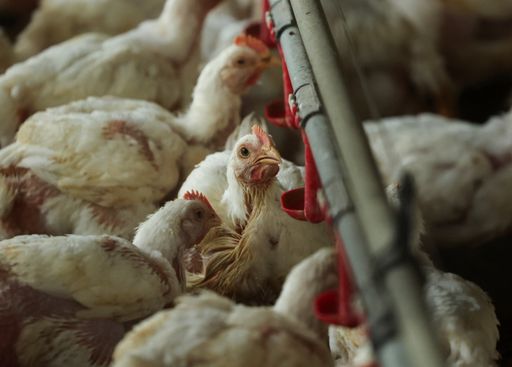 Bird flu surge across Europe triggers poultry lockdown