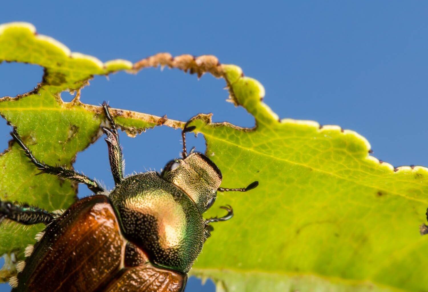 Sustainability breakthrough: Scientists targeting the genetic code of pests 