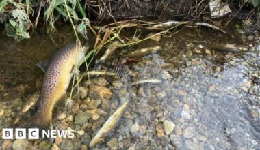 'Significant' number of dead fish found in river