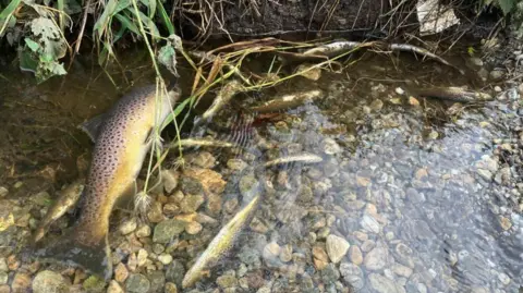 SMWT Fish floating in the Six Mile Water river in County Antrim, the water is brown and there are various stones at the bottom of the river.