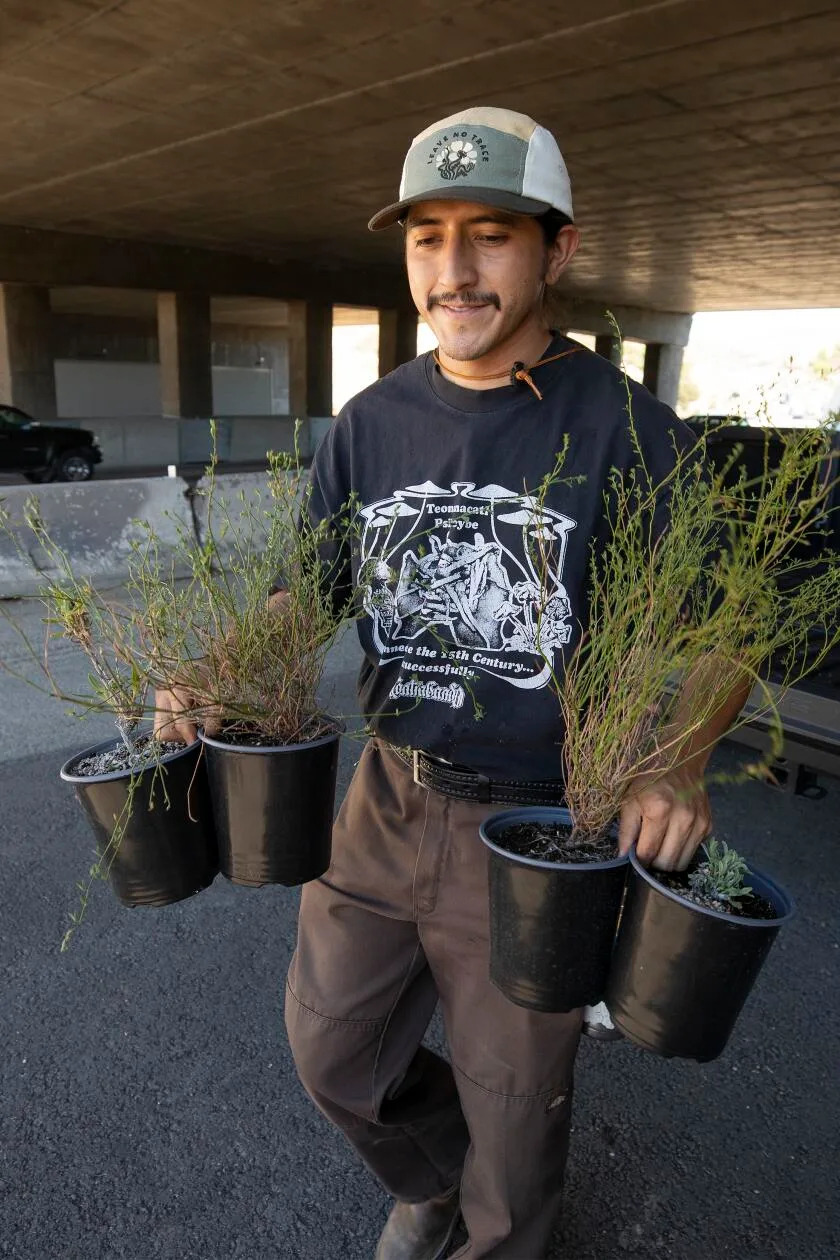 A man in cap carries four plants in gallon pots out of a pickup. 