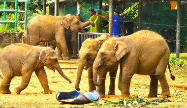 Landmark conviction exposes Sri Lanka’s deep-rooted illegal elephant trade