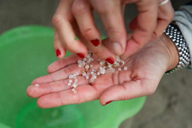 A volunteer shows plastic pellets collected from a beach in Nigran, Spain, on January 9, 2024.