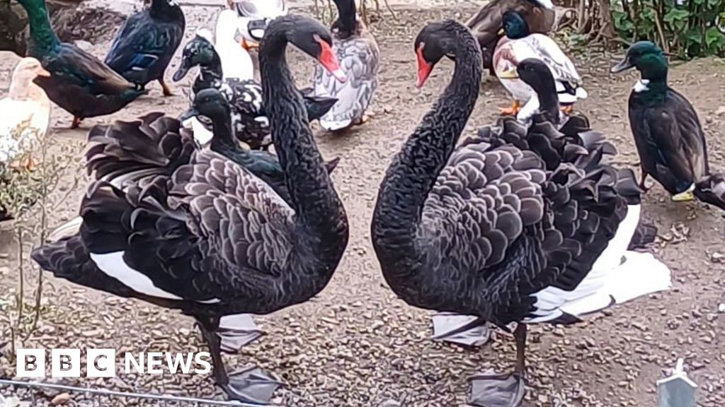 ASBO swan finds 'wife-to-be' in new Devon home