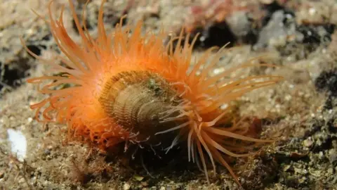NatureScot/Scottish Government A bright red mollusc, with a shell and many tentacles, sits on the sea bed