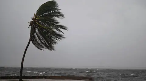 Photo by RICARDO MAKYN/AFP via Getty Images A coconut tree sways in the wind at the Kingston Waterfront on Ocean Boulevard in Kingston, Jamaica, as Jamaica starts to feel the effects of Hurricane Melissa on October 26, 2025. 