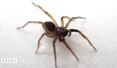 'Lost' spider species rediscovered on Isle of Wight