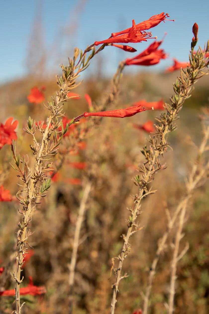 The red, deep-throated flowers of California fuchsia.