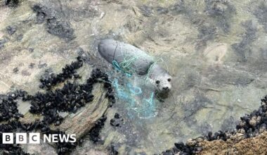 Seal entangled in fishing net on west Cornwall beach saved