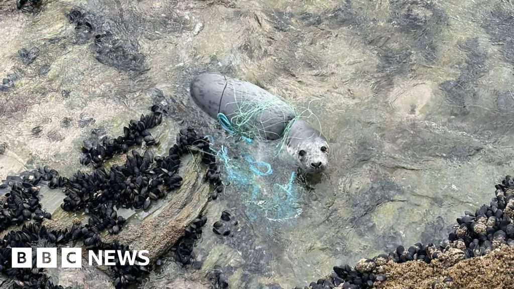 Seal entangled in fishing net on west Cornwall beach saved
