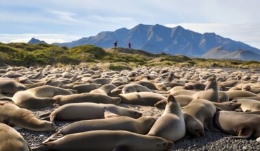 A colony of seals has taken over a beach near Kaikōura stunning locals