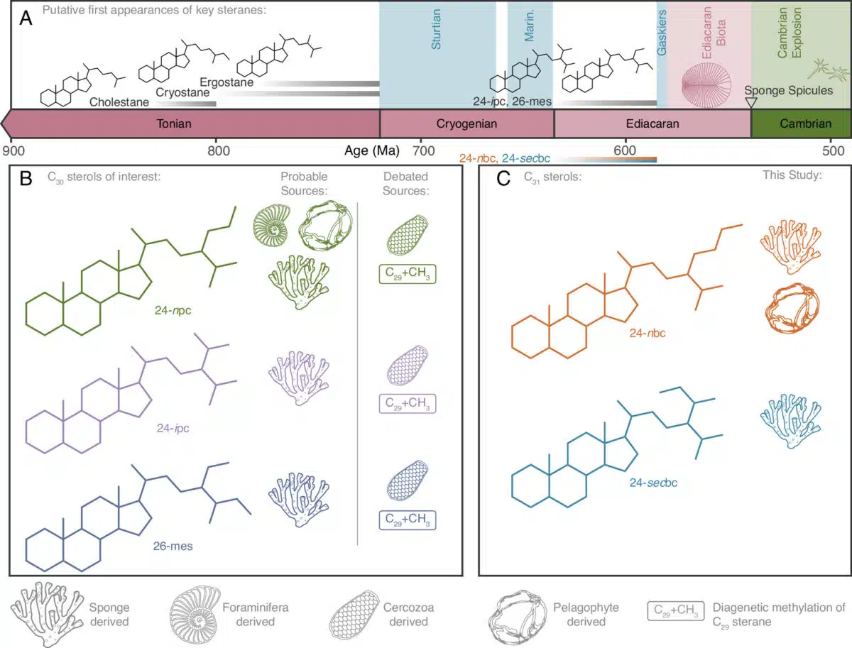 A Visual Timeline Showcasing The Ancient Steranes, Highlighting Key Compounds And Their Potential Biological Sources.