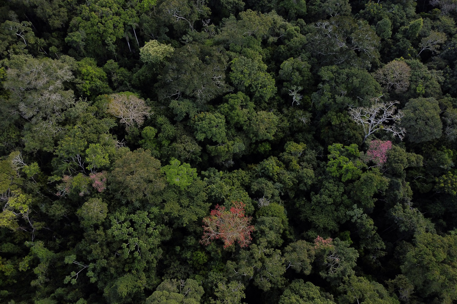 Native trees stand in a forest near the Interoceanic Highway BR-317, in the rural area of Rio Branco, Acre state, Brazil, in May 2023.