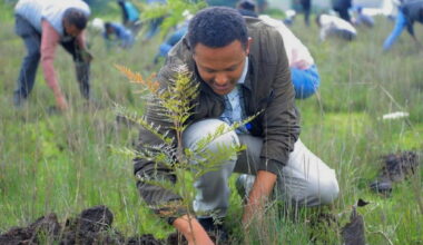 There’s far less land available for reforestation than we think, study finds