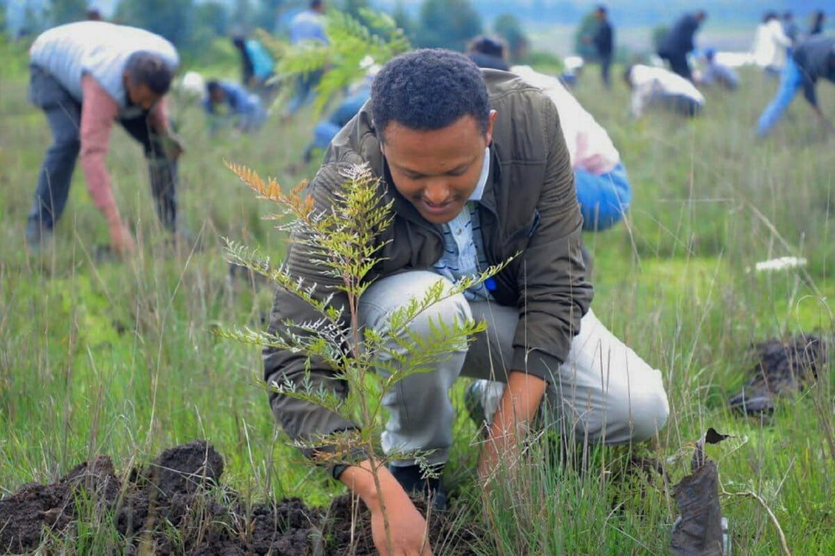 There’s far less land available for reforestation than we think, study finds