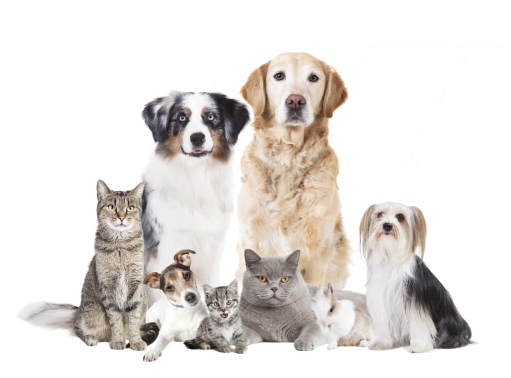 Furry Therapists Are Taking Over America: How Pets Are Secretly Fixing Mental Health
