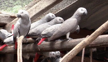Rescued African gray parrots return to DRC forests