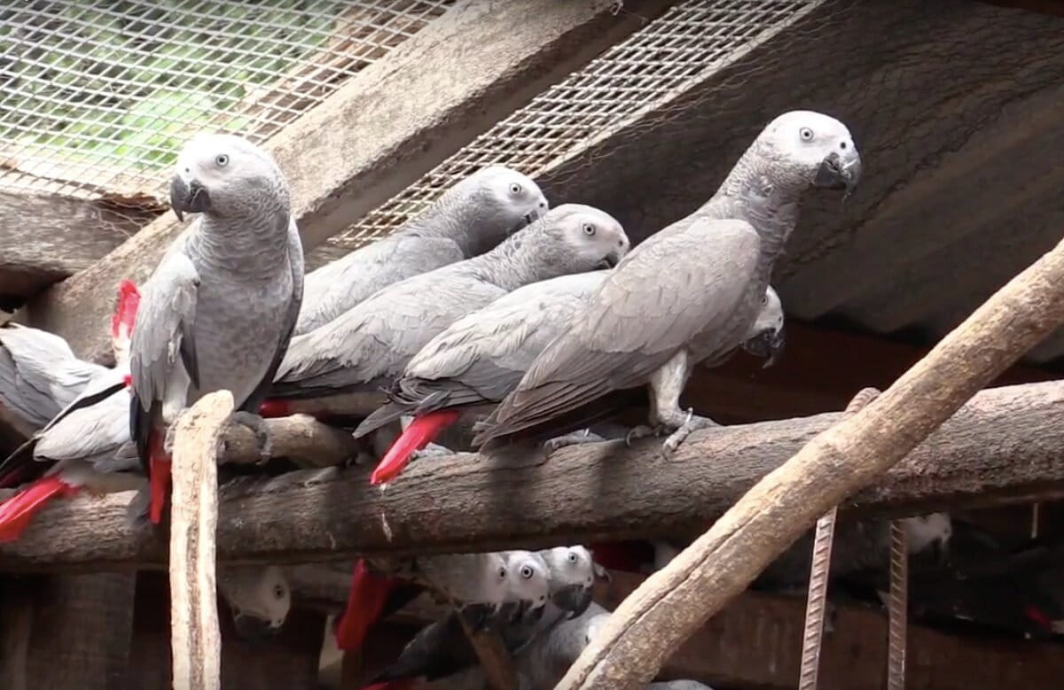 Rescued African gray parrots return to DRC forests