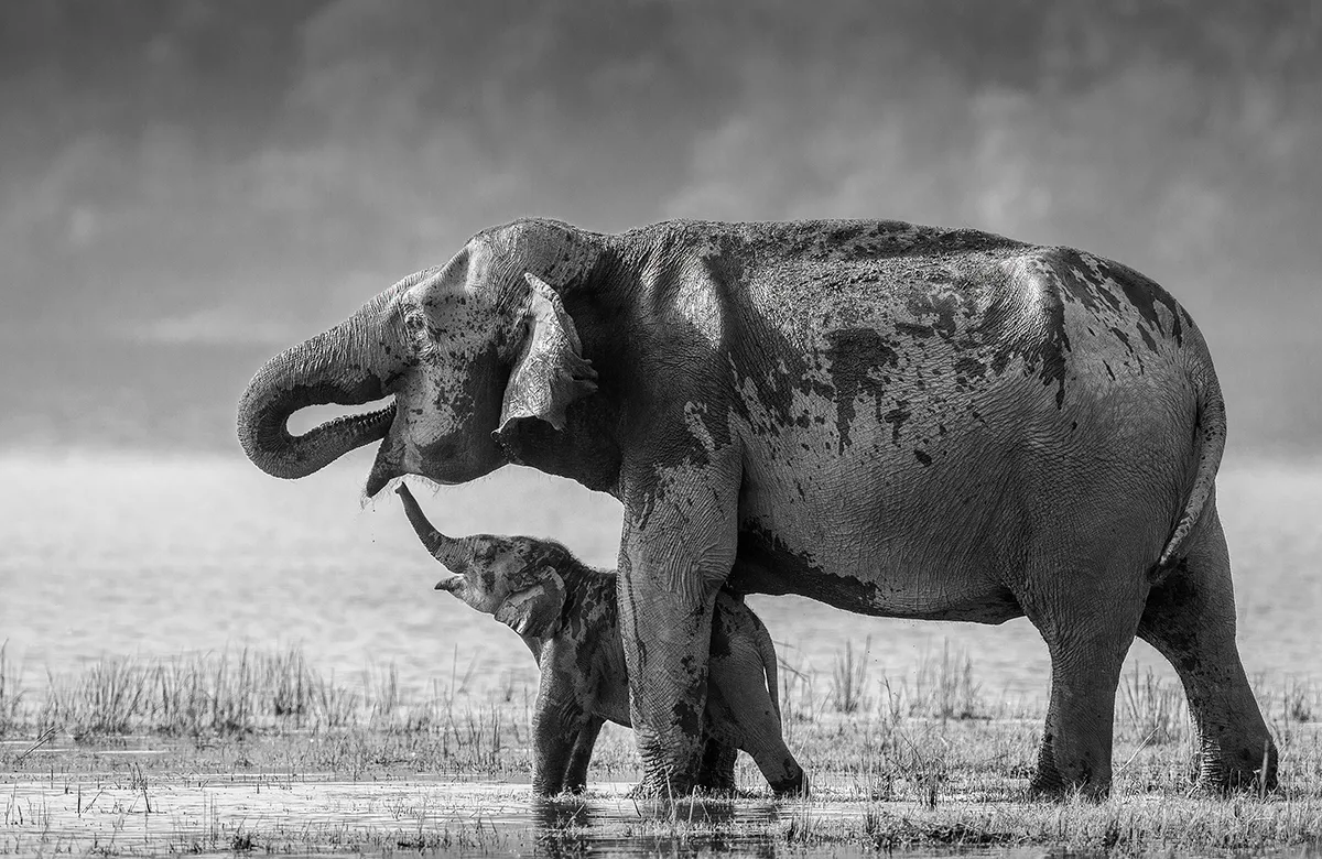 Elephant mother and baby in black and white.
