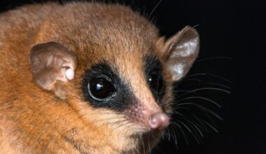New, High-Altitude Marsupial Confirmed in Peru » Explorersweb