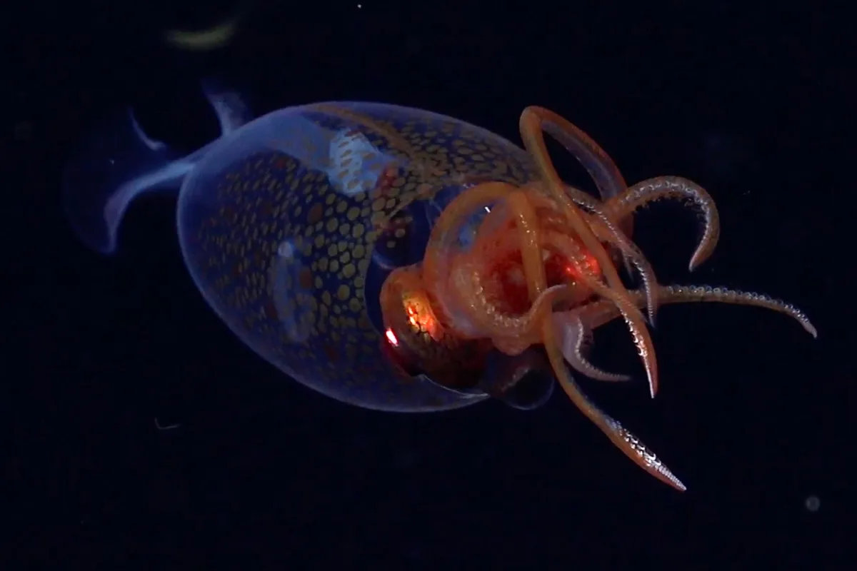 Colossal squid