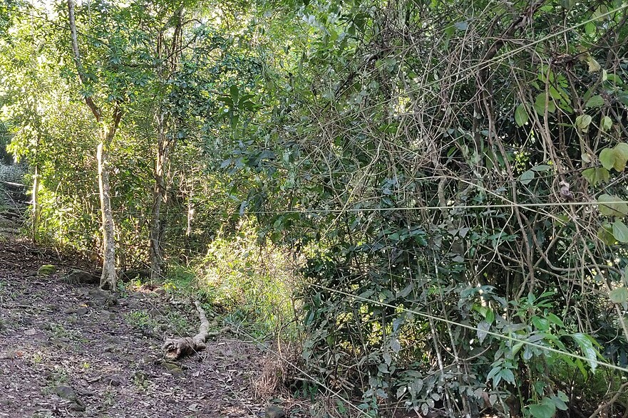 A electric fence fragments a forest patch in Anamalai Tiger Reserve. Experts point to land use change as a link to human-elephant conflict, especially in the form of electric fences installed around coffee plantations and villages. These force elephants into newer areas. Image by T. R. Shankar Raman via Wikimedia Commons (CC BY 4.0).