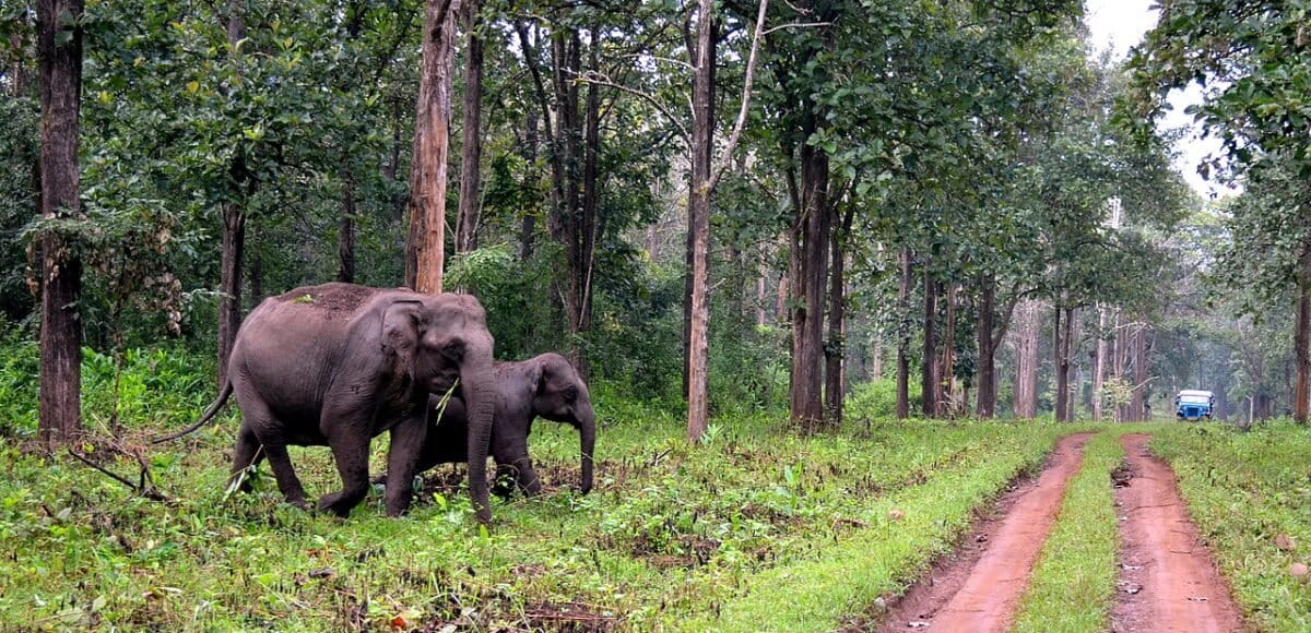 Elephants in Wayanad cross a trail as a vehicle approaches. In the last 15 years, 276 out of a total of 1,527 human deaths from wildlife encounters in Kerala were caused by elephants, according to data from the state forest department. Image by Raghavan G. via Wikimedia Commons (CC BY-SA 4.0).