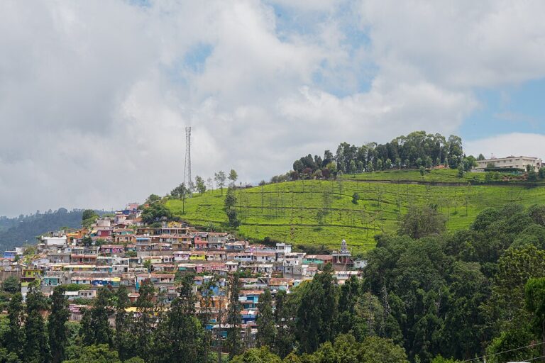 A tea estate neighbouring human settlements. A recent study used species distribution modelling to map areas at high risk of human-elephant interactions in Wayanad, and found that human population density was the most influential variable in predicting the likelihood of negative interactions. Representative image by Timothy A. Gonsalves via Wikimedia Commons (CC BY-SA 4.0).
