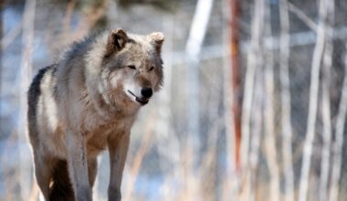 Trump administration tells Colorado to stop importing gray wolves from Canada