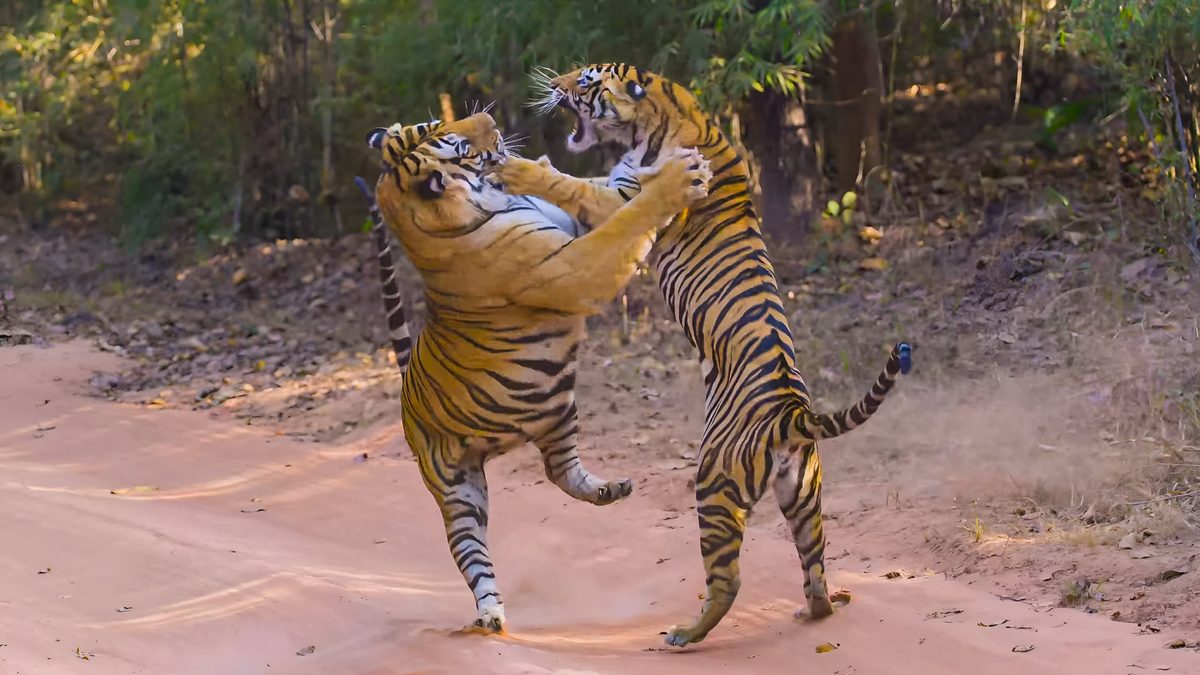 11 staggering tiger photographs reveal the athletic power and brutal ferociousness of this deadly apex predator