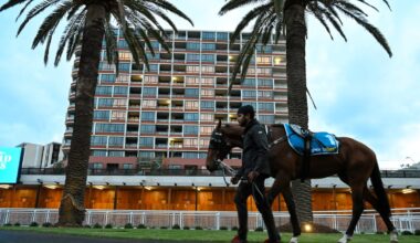 A genetic guide to the Guineas