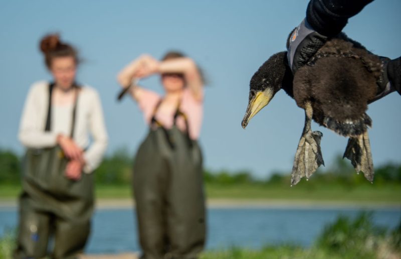 EU ministers renew push to cull fish-eating cormorants