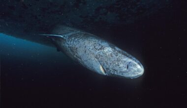 Giant deep-sea beasts aren’t just the stuff of legend – here’s how they got so massive