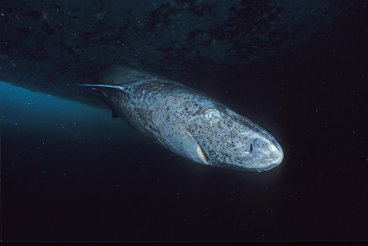 Giant deep-sea beasts aren’t just the stuff of legend – here’s how they got so massive