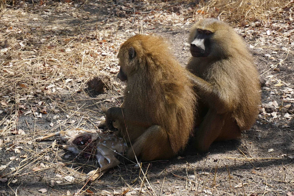 Two male Guinea baboons share meat