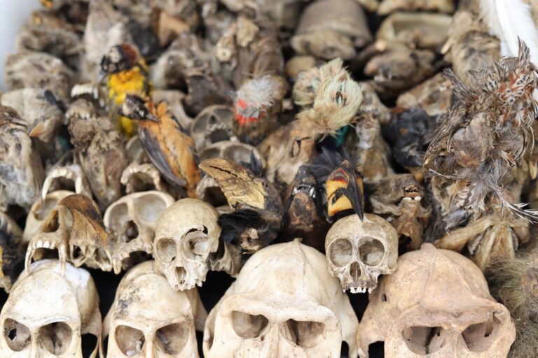 Hornbill heads for sale in Lome fetish market in Togo.